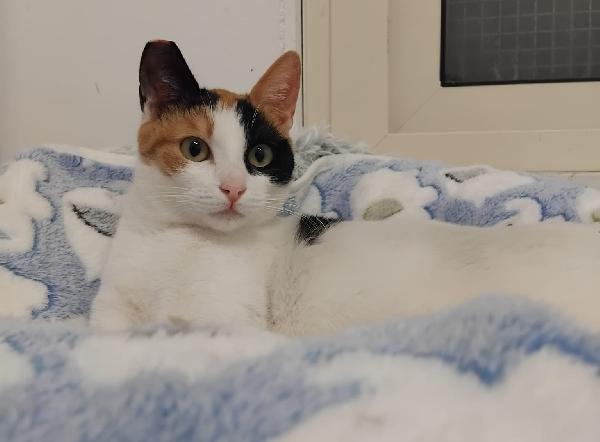 FATINA, tricolore di 6 mesi Foto 5